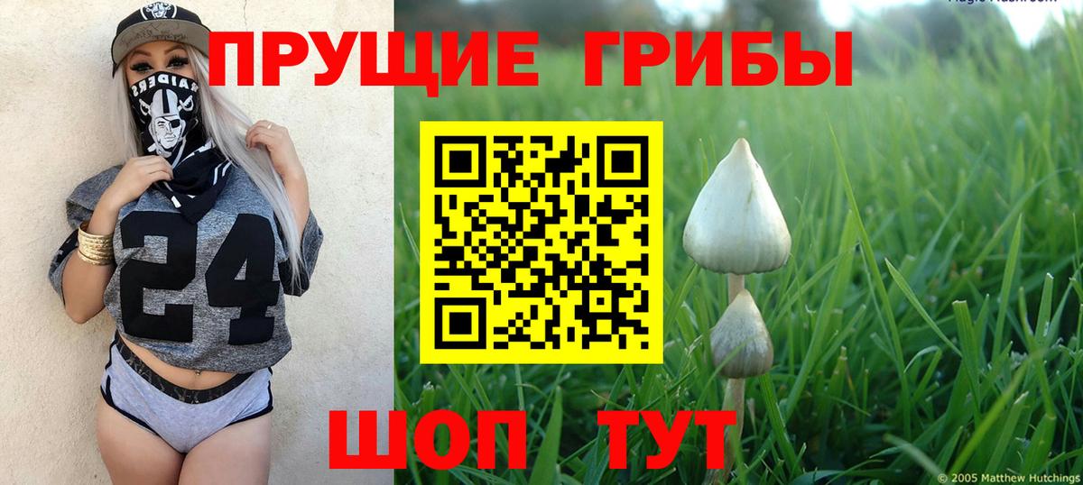 Псилоцибиновые грибы Psilocybine cubensis Астрахань